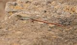 Schreibers Franjeteenhagedis / Schreibers Fringe-fingered Lizard