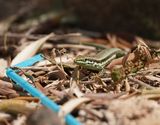 Troödoshagedis / Troodos Rock Lizard