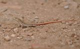 Schreibers Franjeteenhagedis / Schreibers Fringe-fingered Lizard