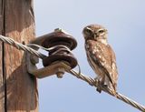 Steenuil / Little Owl