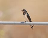 Boerenzwaluw / Barn Swallow