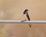 Boerenzwaluw / Barn Swallow