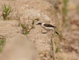 Oostelijke Blonde Tapuit / Eastern Black-eared Wheatear