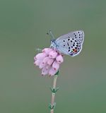Veenbesblauwtje / Cranberry Blue