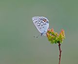 Veenbesblauwtje / Cranberry Blue