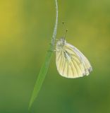 Klein Geaderd Witje / Green-veined White