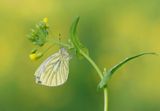 Klein Geaderd Witje / Green-veined White