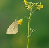 Klein Koolwitje / Small White