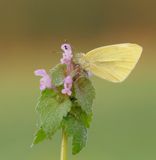 Klein Koolwitje / Small White