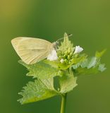 Klein Koolwitje / Small White