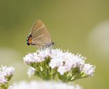 Iepenpage / White-letter Hairstreak