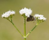 Iepenpage / White-letter Hairstreak