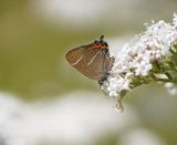 Iepenpage / White-letter Hairstreak