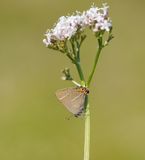 Iepenpage / White-letter Hairstreak