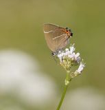 Iepenpage / White-letter Hairstreak
