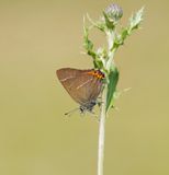 Iepenpage / White-letter Hairstreak