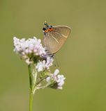 Iepenpage / White-letter Hairstreak
