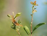 Roodbonte Parelmoervlinder / Scarce Fritillary