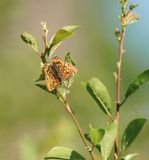 Roodbonte Parelmoervlinder / Scarce Fritillary