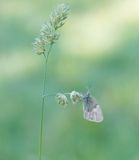 Hooibeestje / Small Heath