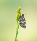 Bosparelmoervlinder / Heath Fritillary