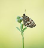 Bosparelmoervlinder / Heath Fritillary