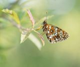 Woudparelmoervlinder / False Heath Fritillary
