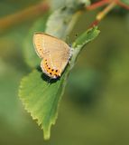 Pruimenpage / Black Hairstreak