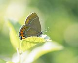 Pruimenpage / Black Hairstreak