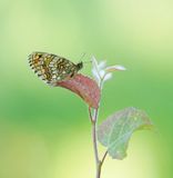 Bosparelmoervlinder / Heath Fritillary