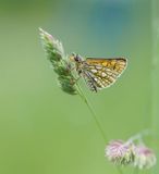 Bont Dikkopje / Chequered Skipper