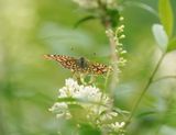 Roodbonte Parelmoervlinder / Scarce Fritillary