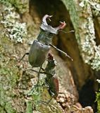 Vliegend Hert / Stag Beetle