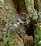 Vliegend Hert / Stag Beetle