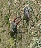 Vliegend Hert / Stag Beetle