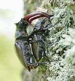 Vliegend Hert / Stag Beetle