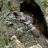 Vliegend Hert / Stag Beetle