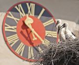 Ooievaar / White Stork