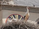 Ooievaar / White Stork