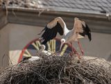 Ooievaar / White Stork