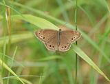 Boszandoog / Woodland Brown