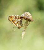 Woudparelmoervlinder / False Heath Fritillary