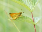 Groot Dikkopje / Large Skipper
