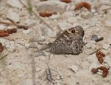 Cyprusheivlinder / Cyprus Grayling