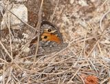 Cyprusheivlinder / Cyprus Grayling