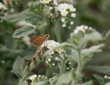 Dwergdikkopje / Lulworth Skipper 