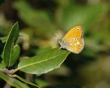 Corsicaans Hooibeestje / Corsican Heath