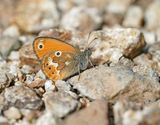 Corsicaans Hooibeestje / Corsican Heath