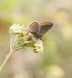 Bruin Blauwtje / Brown Argus