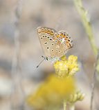 Icarusblauwtje / Common Blue